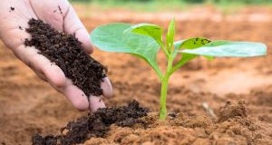 A hand holding rich, dark fertilizer beside a young plant with broad leaves sprouting from the earth.